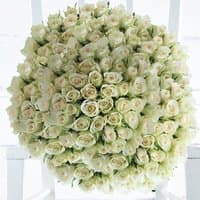 Bouquet of 200 white roses with lush green stems, arranged in a large, round, dense cluster.
