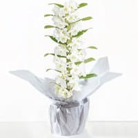 Gift wrapped white Dendrobium orchid with multiple blooms, green leaves, and silver wrapping.