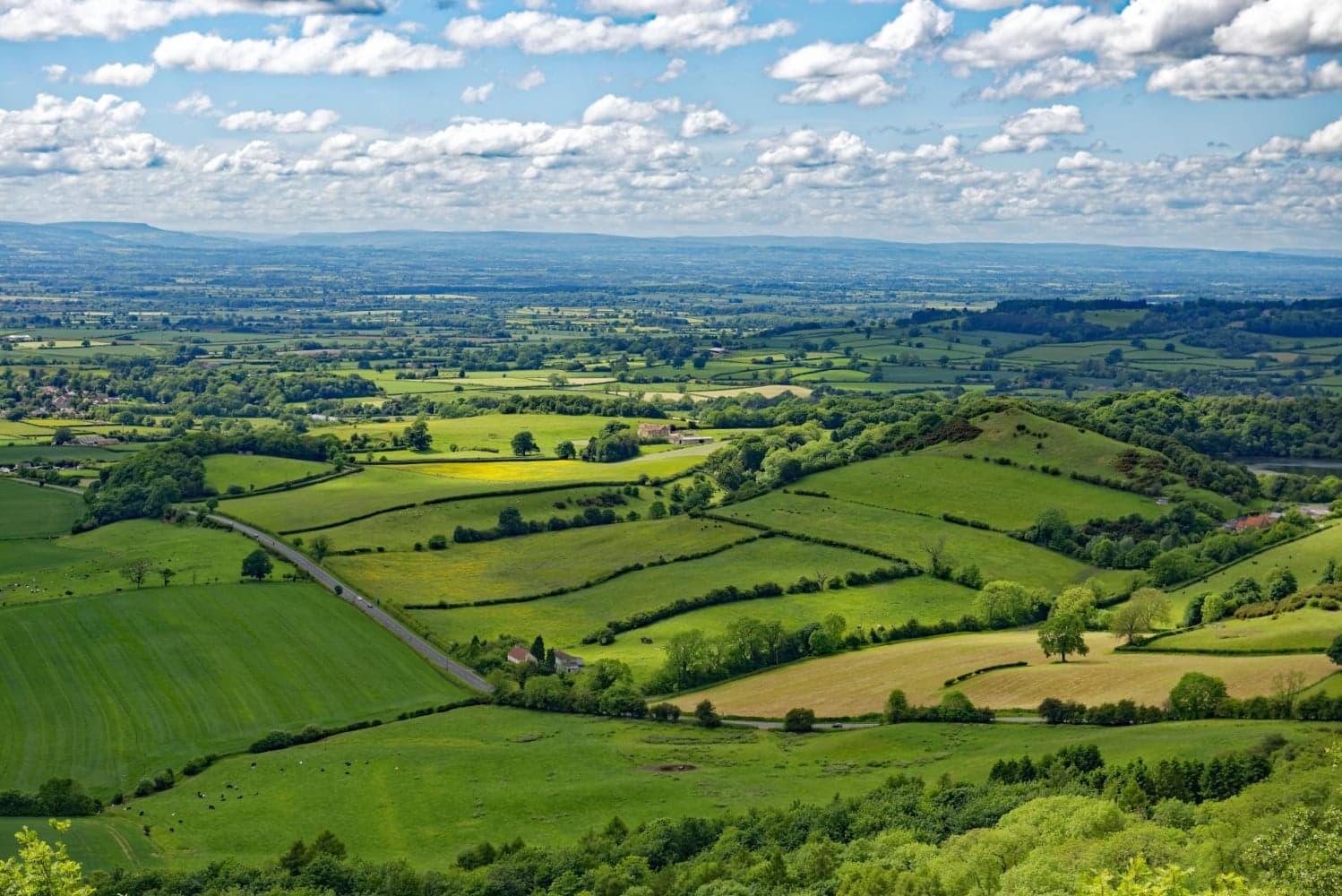 Newby Wiske