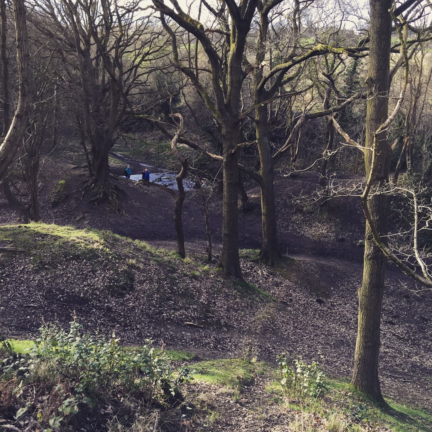 Walk: Coxley Woods
