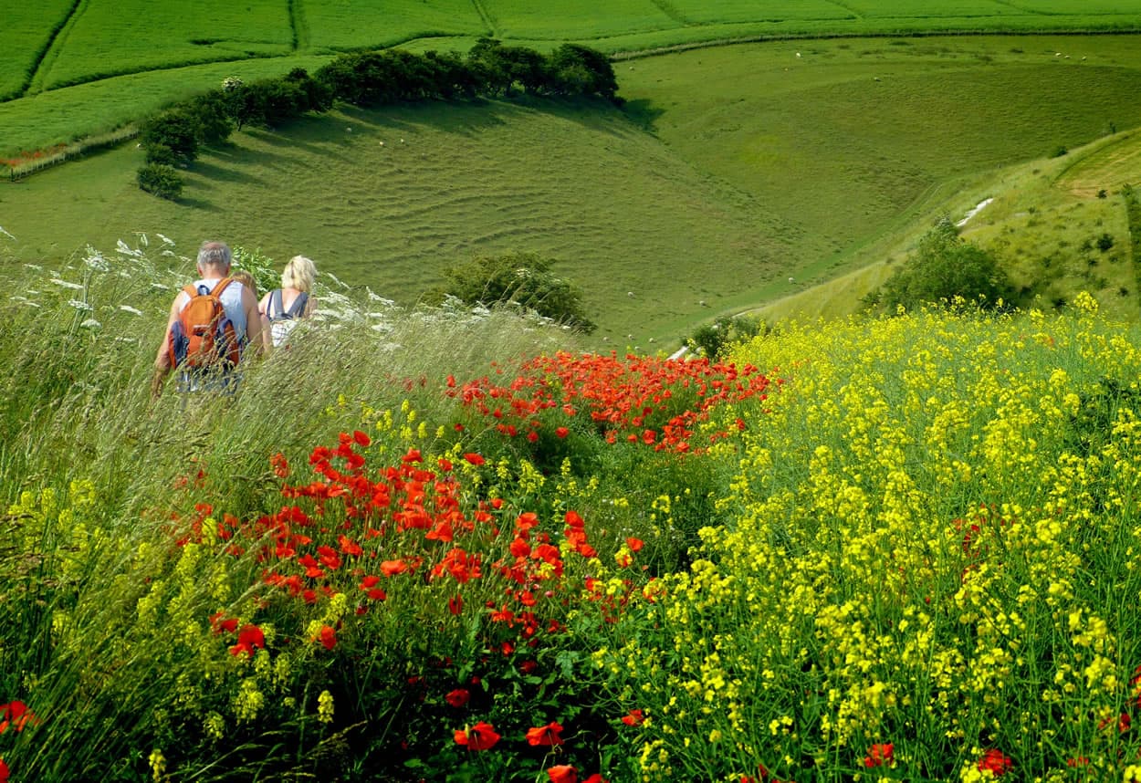 Walk: Yorkshire Wolds Way National Trail