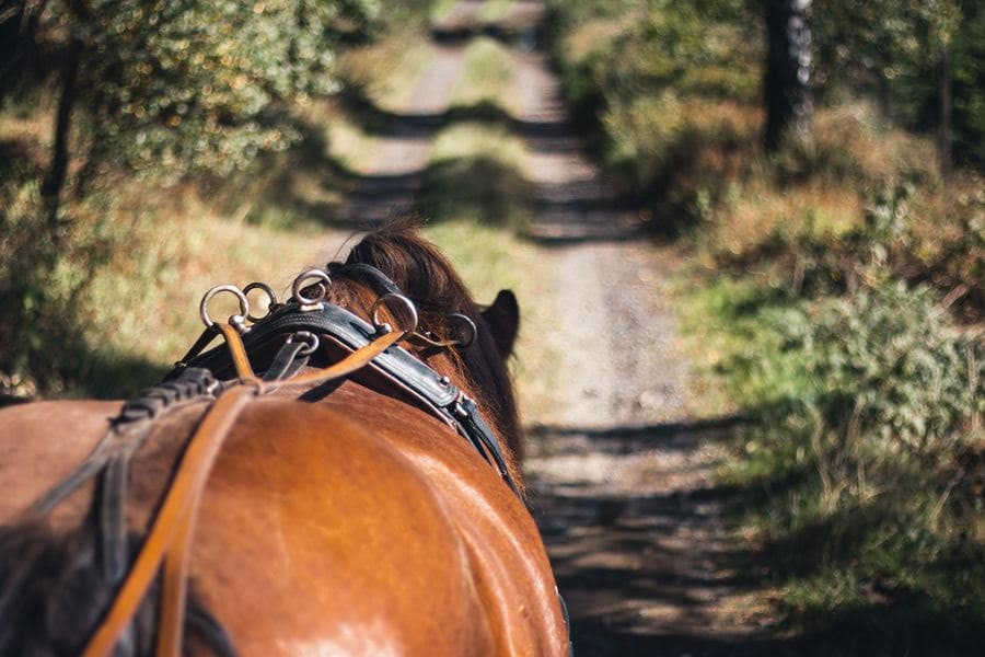 What Is The Brontë Birthplace Walk And How Can I Join In 2025?