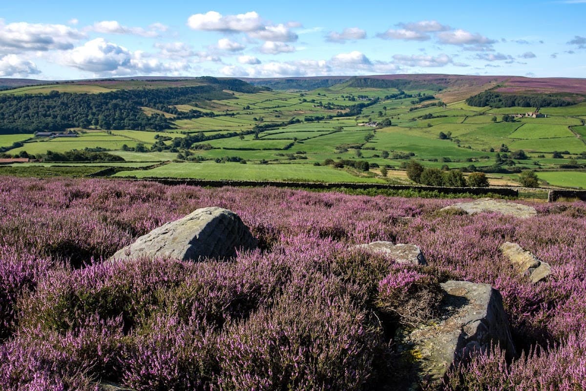 Vibrant purple heather fields in the foreground with rolling green hills and blue skies in Fryup, Yorkshire.