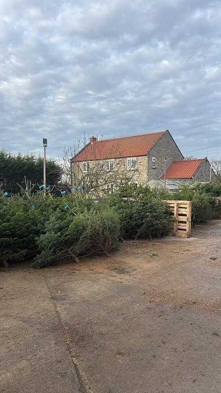 A stone building with a red-tiled roof surrounded by rows of Christmas trees at Dowkes A in Great Edstone, Yorkshire.