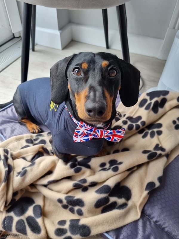 Tailermade - Pet Shops in halifax