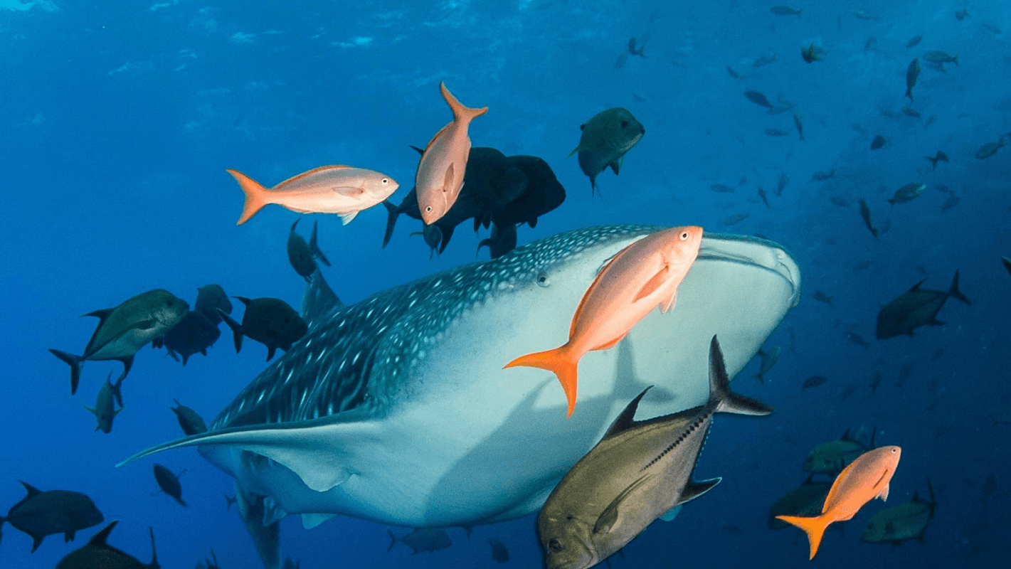 BELOW THE SURFACE - Diving Courses, Diving Experience in West Yorkshire - Diving Centres in hebden bridge