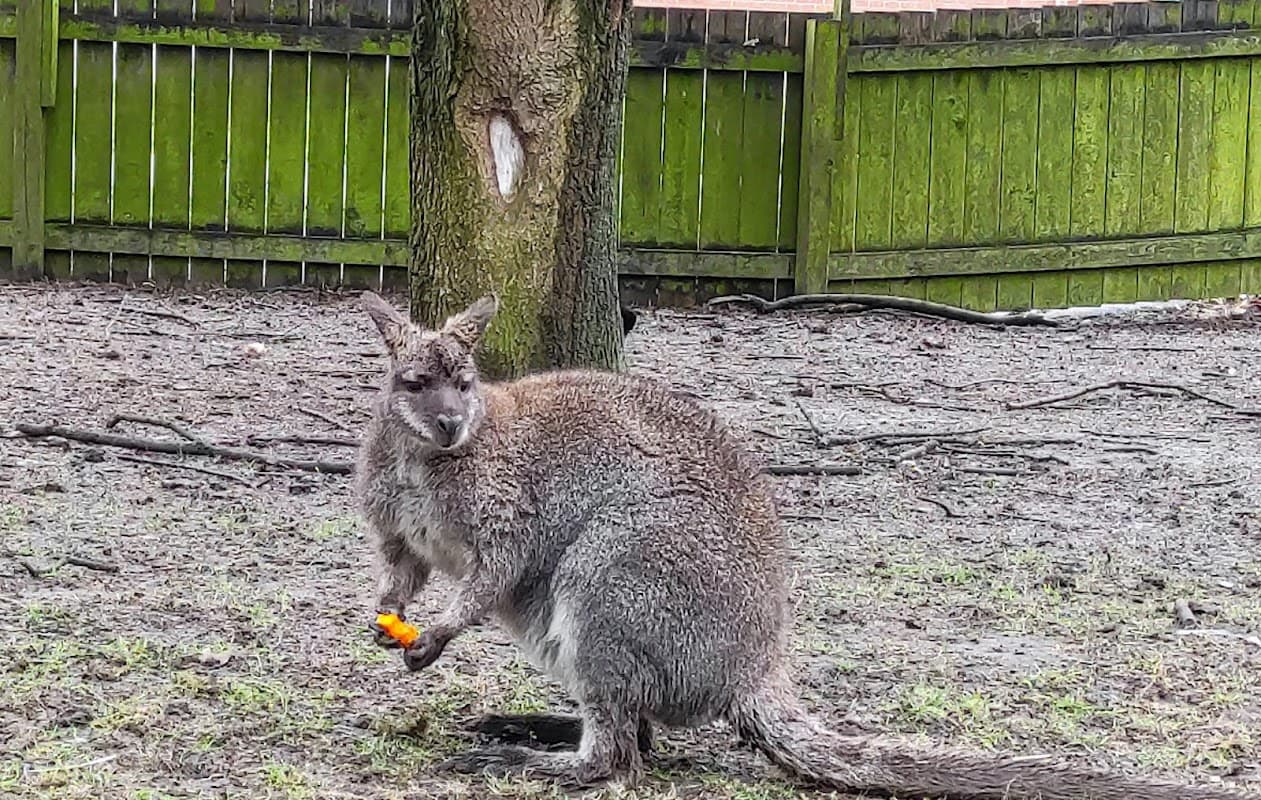 West Park Aviaries - Park in hull