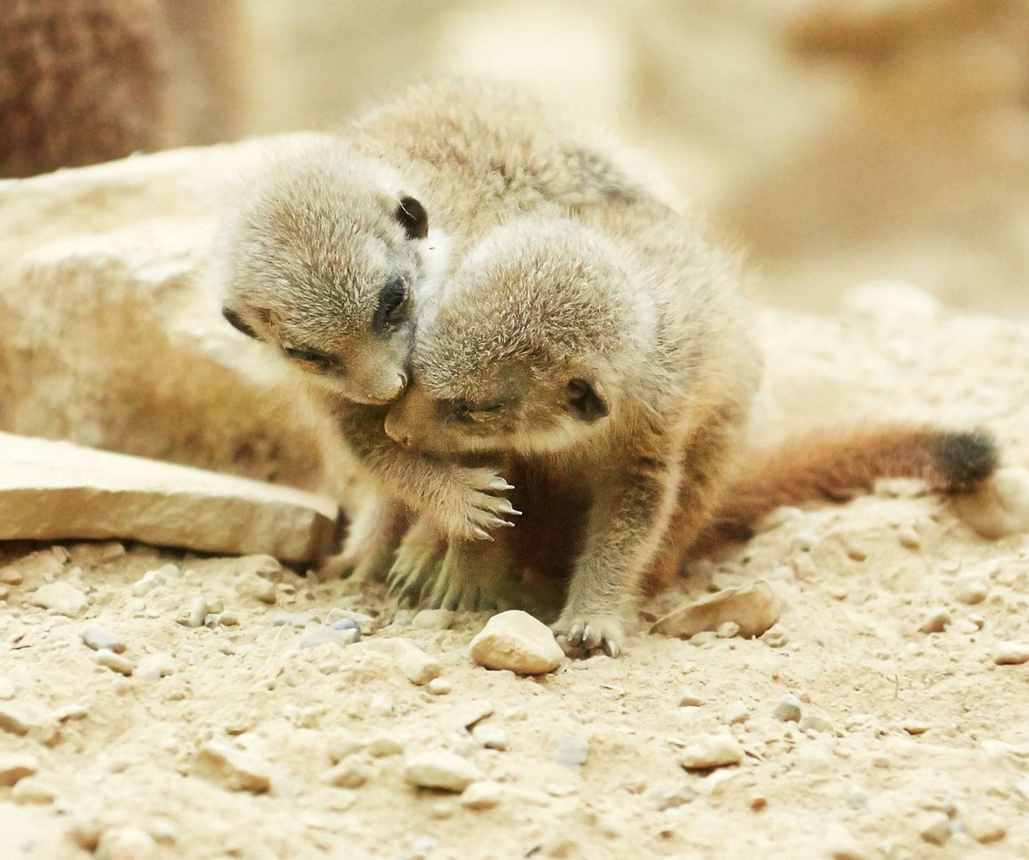 Tropical World at Roundhay Park - Attraction in leeds