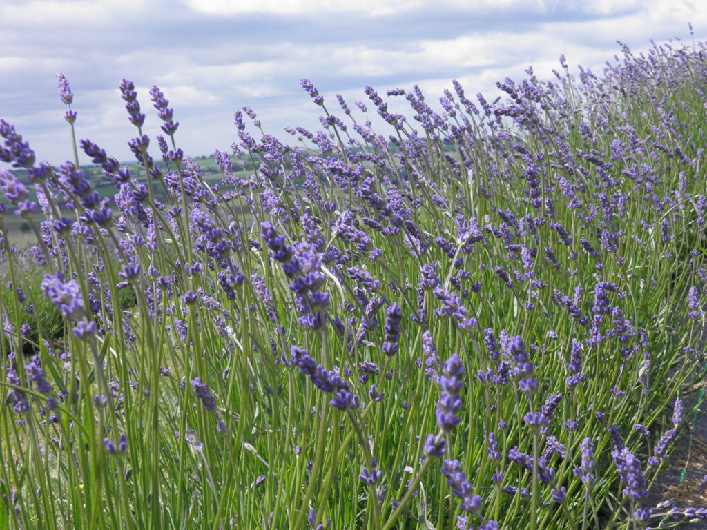 Image name Yorkshire Lavender 2 the 2 image from the post Yorkshire Lavender in Yorkshire.com.