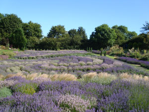 Image name Yorkshire Lavender 3 the 1 image from the post Yorkshire Lavender in Yorkshire.com.