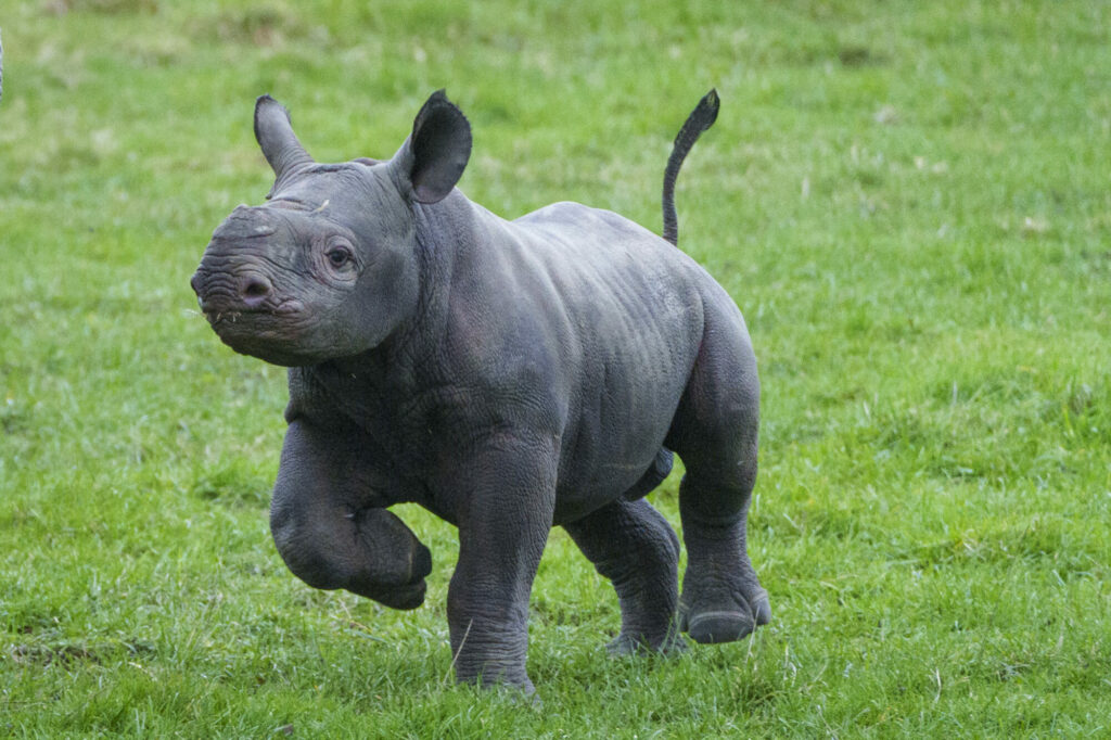 new Rhino Calf