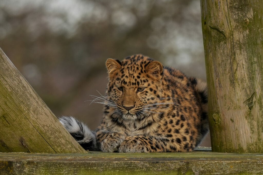 Image name aukley the 3 image from the post Europe's Only Surviving Amur Leopard Cub Gives Hope for the Species for International Leopard Day in Yorkshire.com.