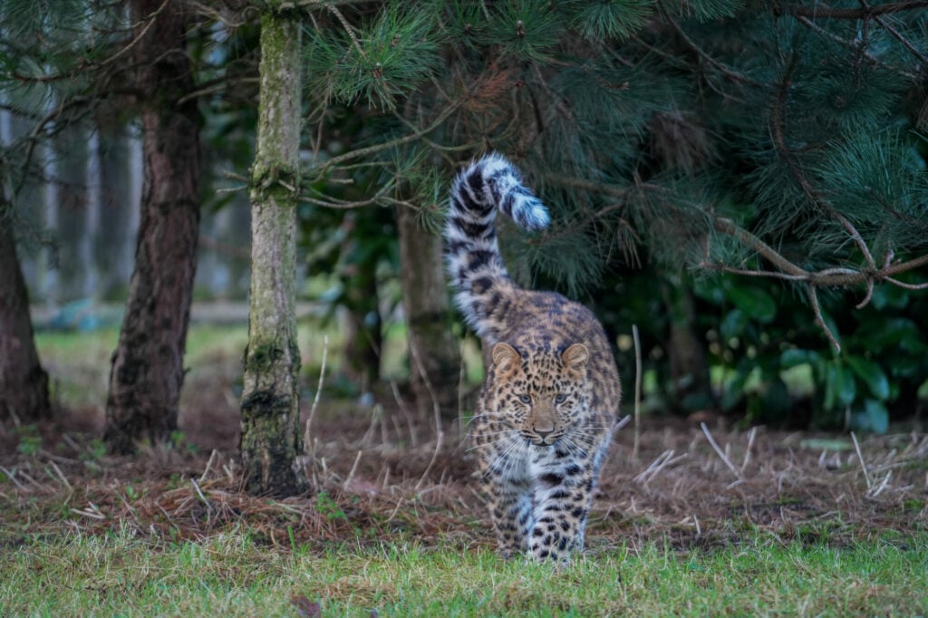 Image name leopard cub the 2 image from the post Europe's Only Surviving Amur Leopard Cub Gives Hope for the Species for International Leopard Day in Yorkshire.com.