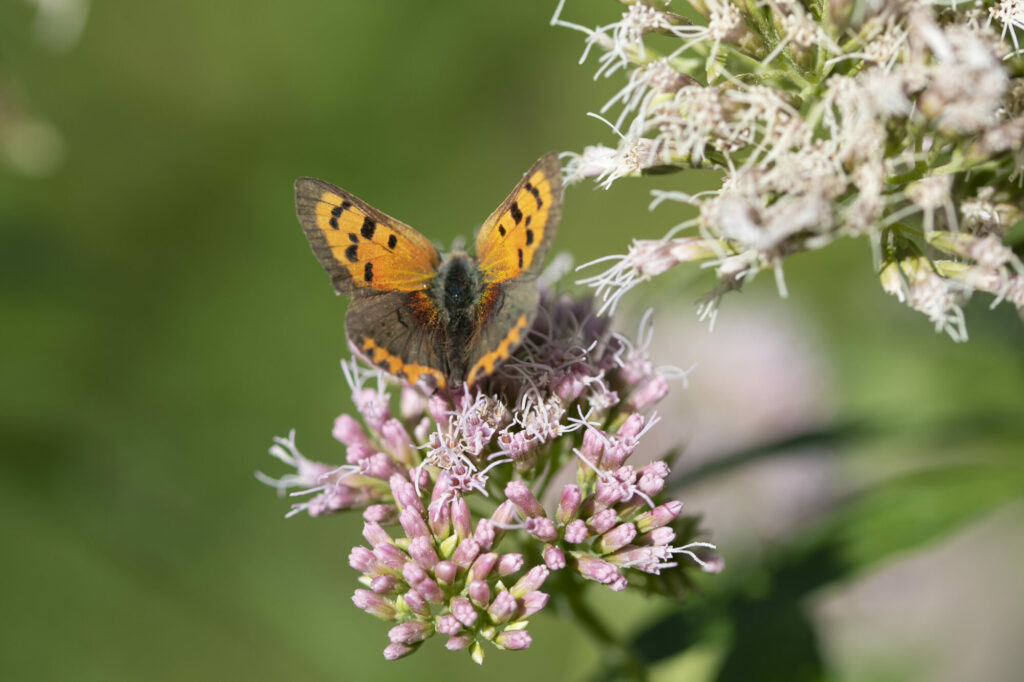 Image name 20220903 Savannah Jones Small Copper 1 the 1 image from the post Ways for little ones to go wild for butterflies this summer holiday in Yorkshire in Yorkshire.com.