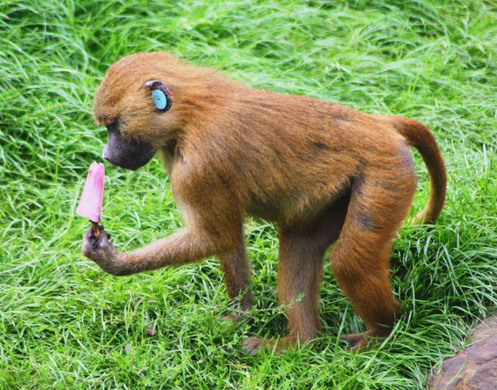 Image name Baboon Royanbu with ice pop the 3 image from the post Animals cooling off with ice-lollies in Yorkshire summer in Yorkshire.com.