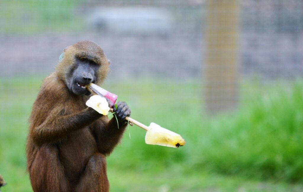 Image name Baboon chewing on ice lollies the 1 image from the post Animals cooling off with ice-lollies in Yorkshire summer in Yorkshire.com.