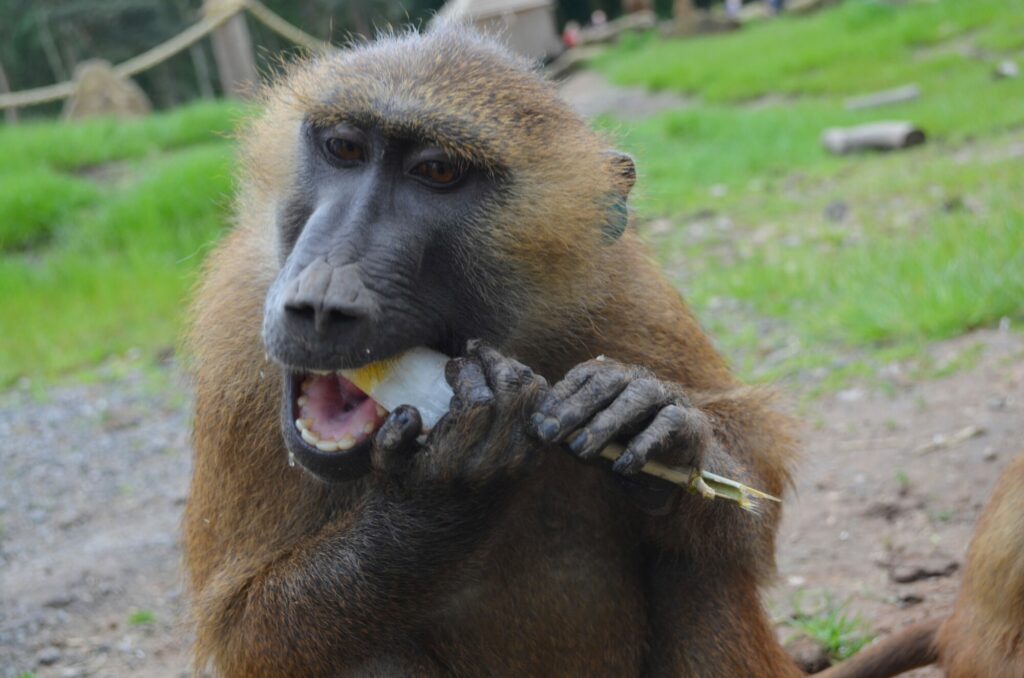 Image name Baboon close up eating ice lollies the 2 image from the post Animals cooling off with ice-lollies in Yorkshire summer in Yorkshire.com.