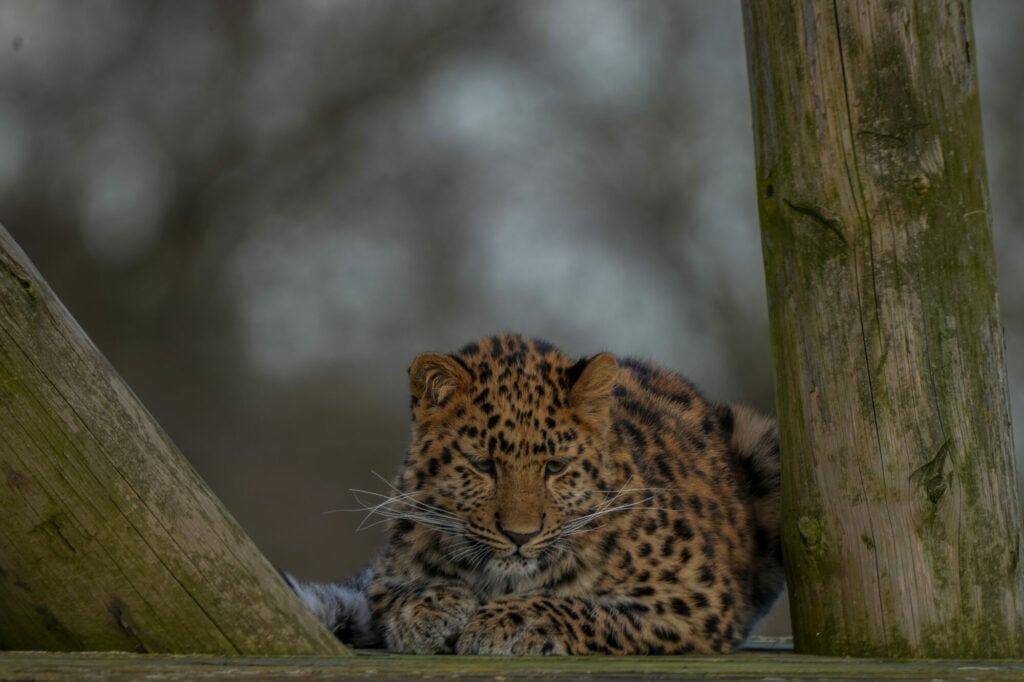 Image name IMG 0501 the 9 image from the post First Birthday For Critically Endangered Amur Leopard Cub at Yorkshire Wildlife Park in Yorkshire.com.