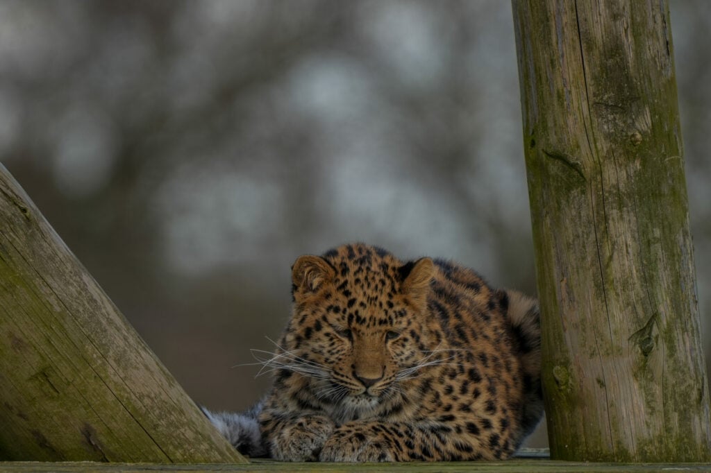 Image name IMG 0502 the 1 image from the post First Birthday For Critically Endangered Amur Leopard Cub at Yorkshire Wildlife Park in Yorkshire.com.
