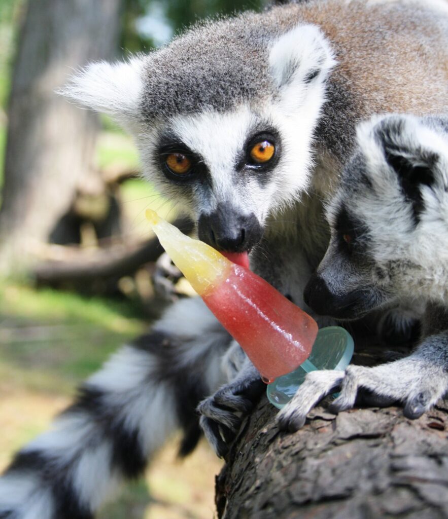 Image name Lemur Ice Pop 6 the 12 image from the post Animals cooling off with ice-lollies in Yorkshire summer in Yorkshire.com.