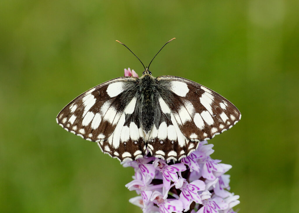 Image name Marbled White Iain H Leach 7 the 2 image from the post Ways for little ones to go wild for butterflies this summer holiday in Yorkshire in Yorkshire.com.