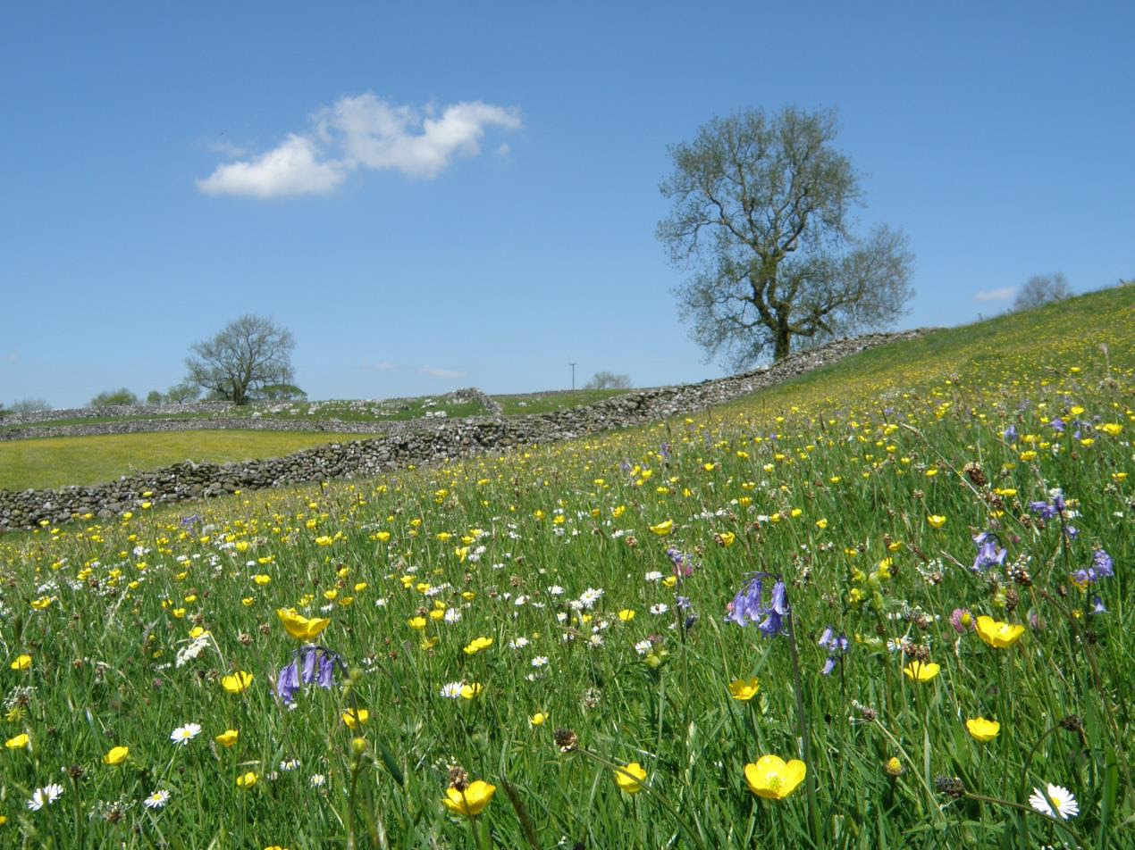 Yorkshire Dales Millennium Trust Celebrates National Meadows Day