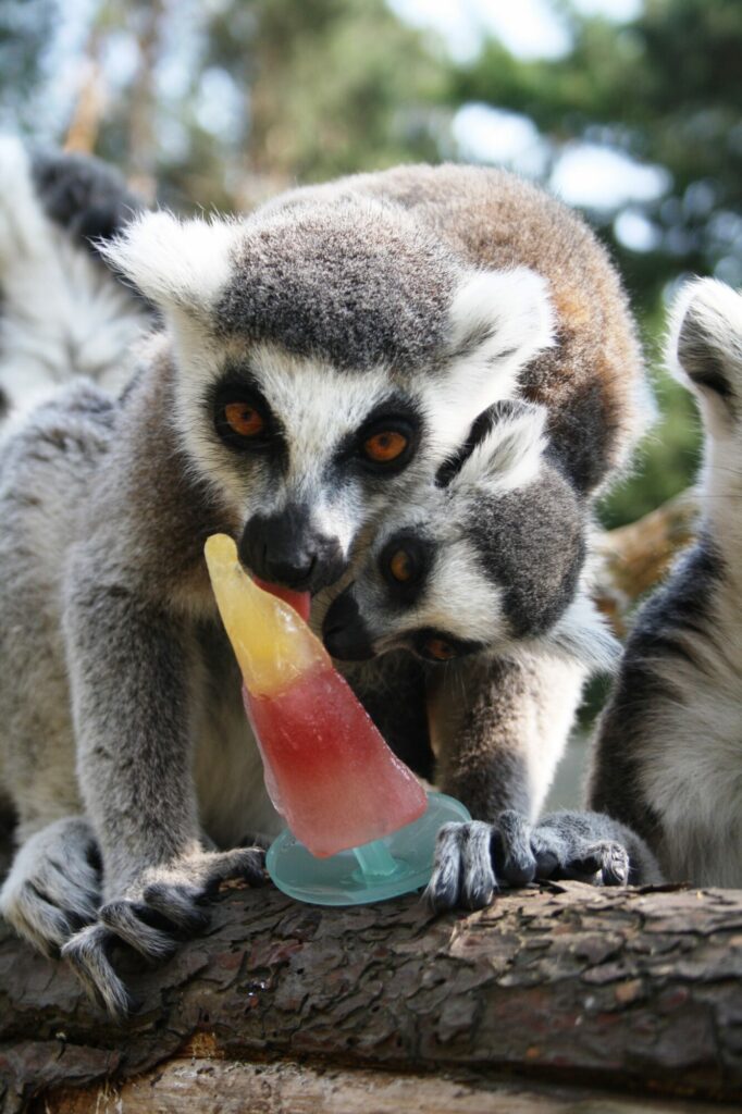 Image name Ringtail Lemur Ice Pop 5 2 the 14 image from the post Animals cooling off with ice-lollies in Yorkshire summer in Yorkshire.com.