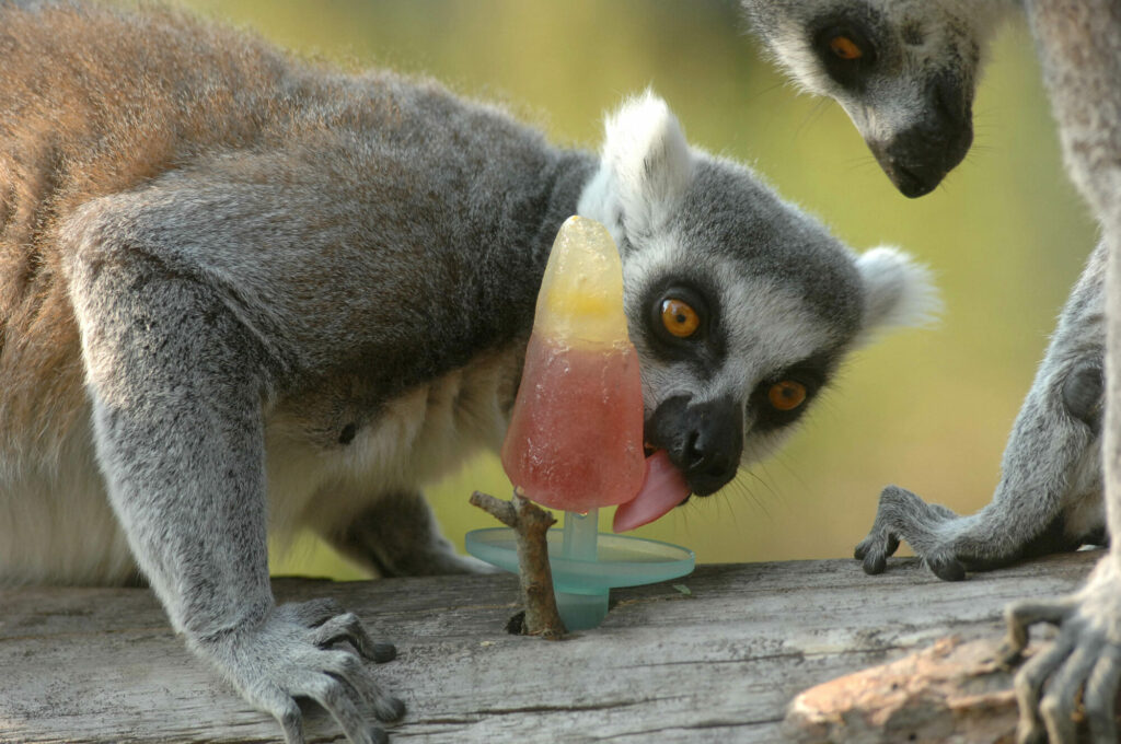 Image name Ringtail Lemur close up licking ice lolly 1 the 13 image from the post Animals cooling off with ice-lollies in Yorkshire summer in Yorkshire.com.