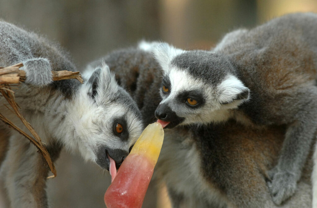Image name Ringtail Lemur two enjoying an ice lolly 1 the 16 image from the post Animals cooling off with ice-lollies in Yorkshire summer in Yorkshire.com.