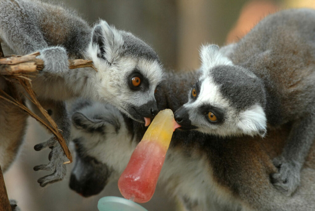 Image name Ringtail Lemur two enjoying an ice lolly the 17 image from the post Animals cooling off with ice-lollies in Yorkshire summer in Yorkshire.com.