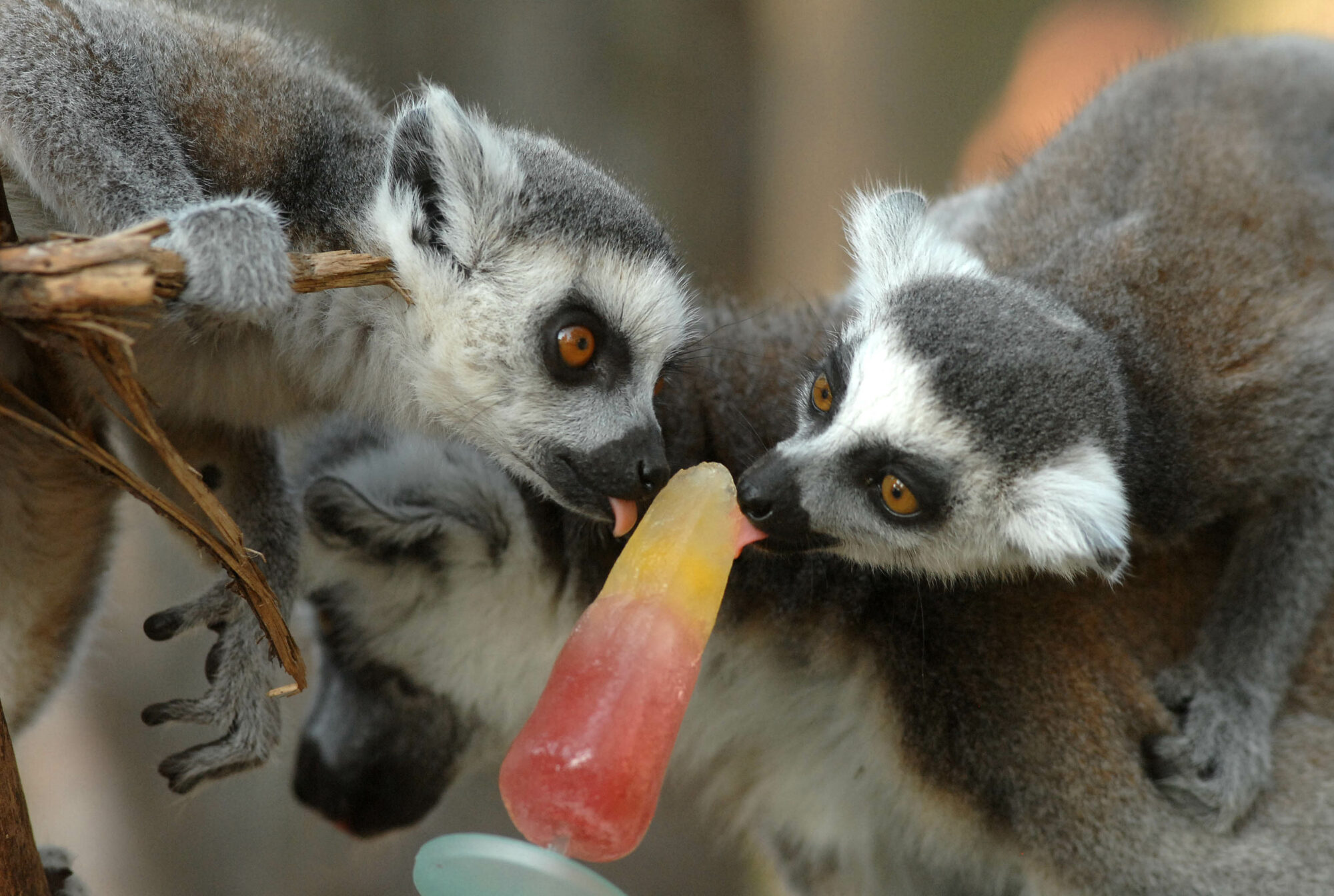 Image name Ringtail Lemur two enjoying an ice lolly the 1 image from the post Newsletter: Friday 28th June 2024 in Yorkshire.com.