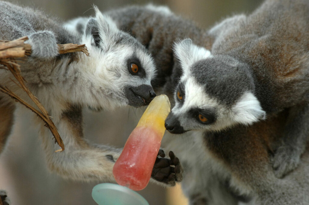 Image name Ringtail Lemur two investigating an ice lolly the 18 image from the post Animals cooling off with ice-lollies in Yorkshire summer in Yorkshire.com.