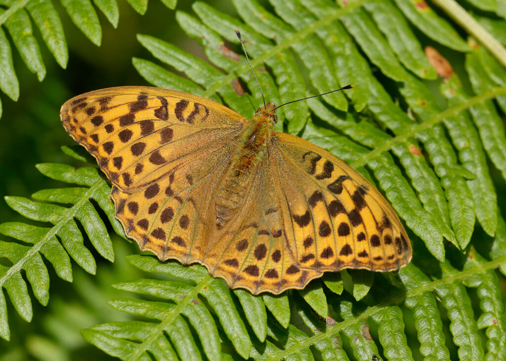 Image name Silver washed Fritillary Iain H Leach 1 the 4 image from the post Ways for little ones to go wild for butterflies this summer holiday in Yorkshire in Yorkshire.com.