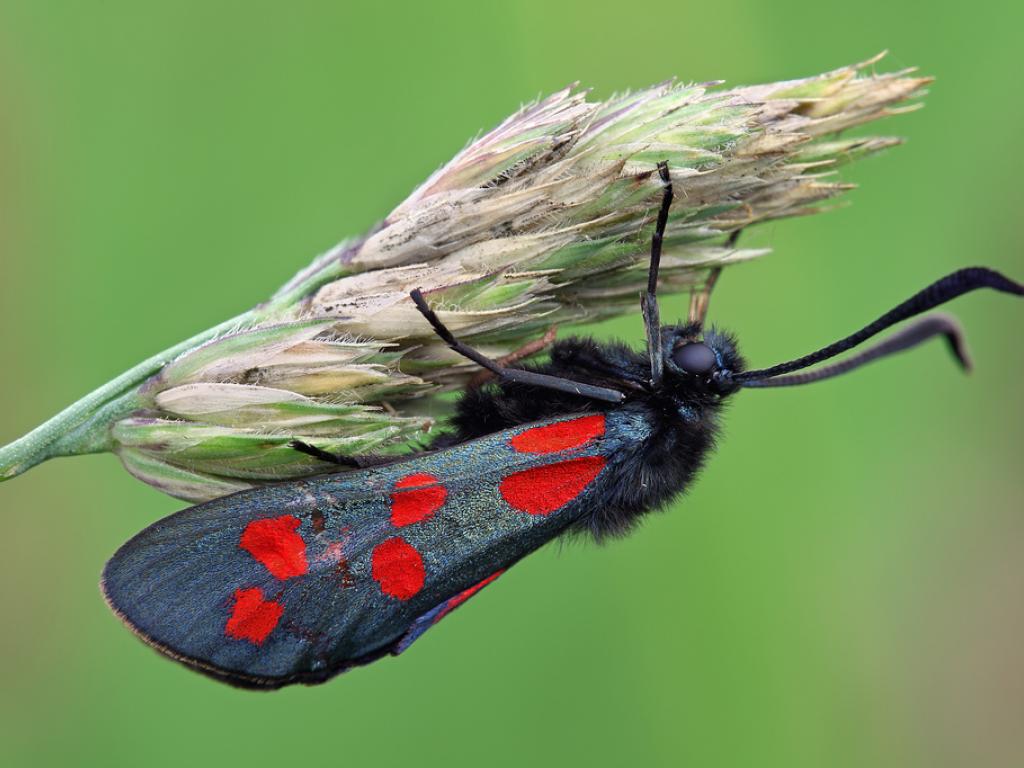 Image name Six spot Burnet Steve Mackay the 3 image from the post Ways for little ones to go wild for butterflies this summer holiday in Yorkshire in Yorkshire.com.